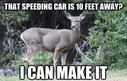 deer-meme